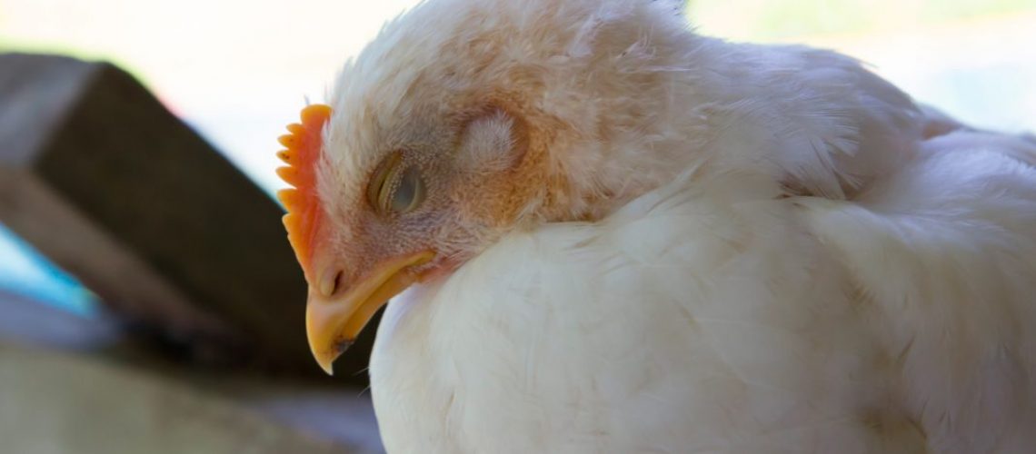 aves-gripe-aviar-coreo-sur-sacrificio-1068x534